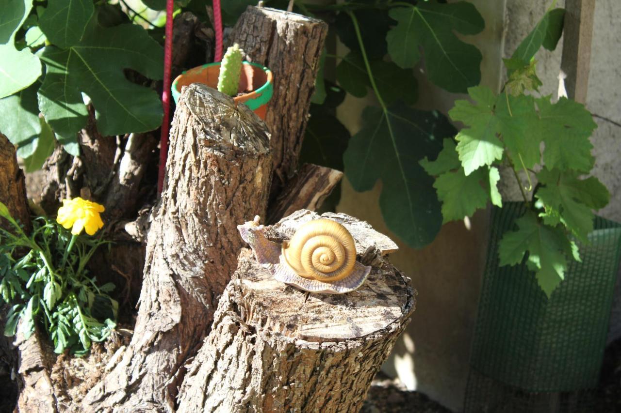 Gite Le Cep D'Or Alsace 圣伊波利特 外观 照片
